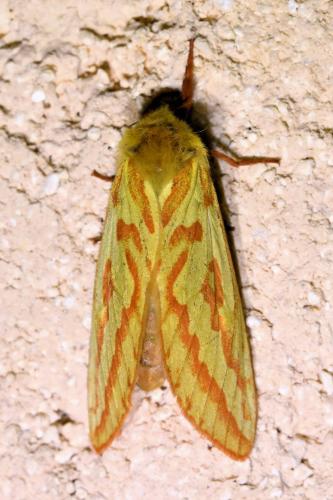 Hepialus humuli